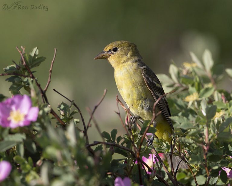 A Female Western Tanager Gets A Surprise Visitor Feathered Photography
