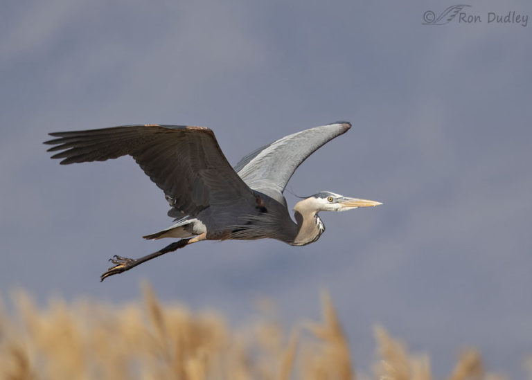 My Most Successful Great Blue Heron Flight Series – Feathered Photography