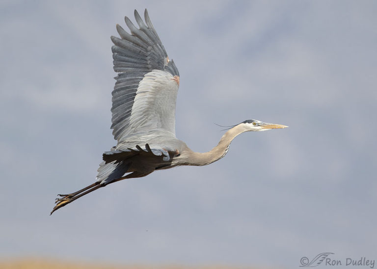 My Most Successful Great Blue Heron Flight Series – Feathered Photography