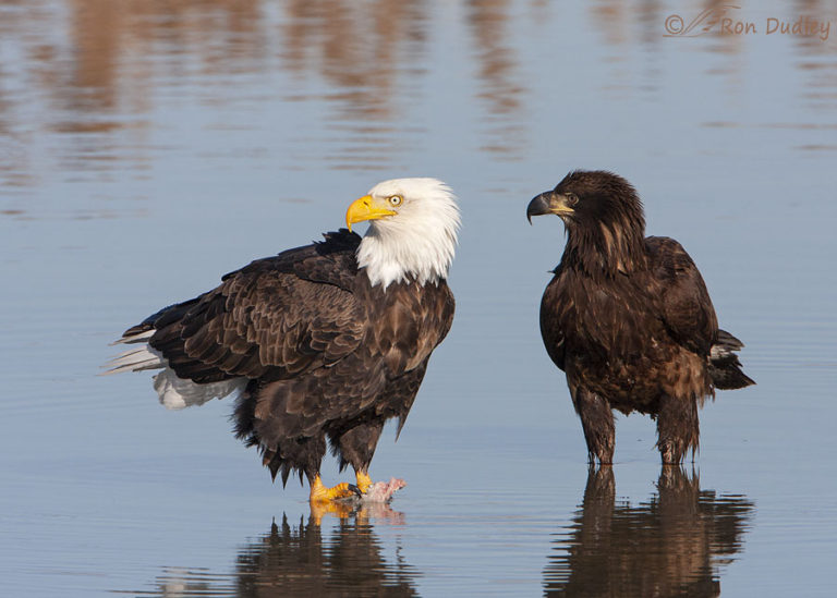 American Eagle Development