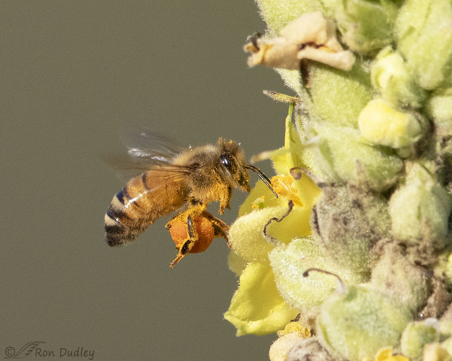 Honey bees fill 'saddlebags' with pollen. Here's how they keep