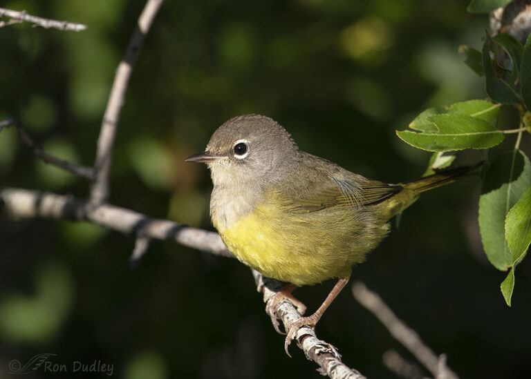 MacGillivray’s Warbler – Feathered Photography