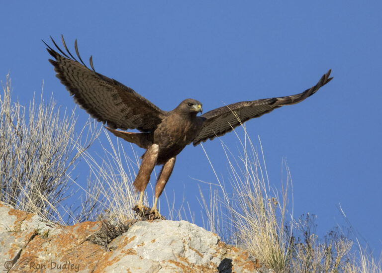 Rufous Male Red-tailed Hawk Taking Off With Prey (or carrion ...