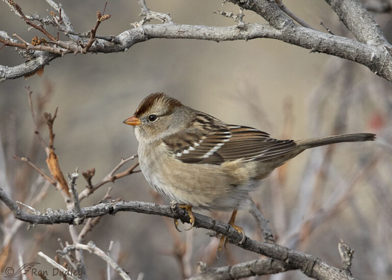 Immature White-crowned Sparrow Framed Naturally – Feathered Photography