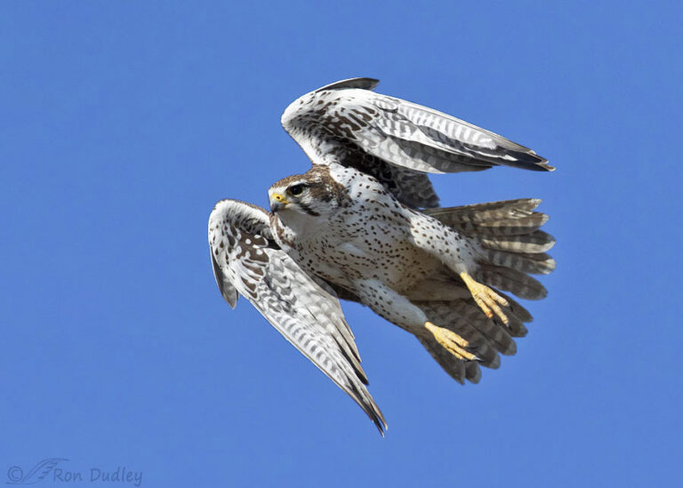 Prairie Falcon In Flight Yesterday Morning – Feathered Photography