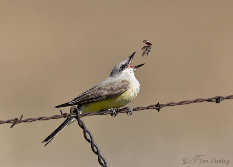 Western Kingbird Playing Catch With His Breakfast, Repeatedly ...