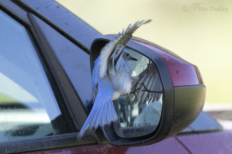 Male Mountain Bluebird Attacking His Own Reflection, Part II ...