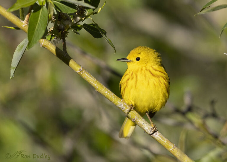 Male Yellow Warbler – Feathered Photography