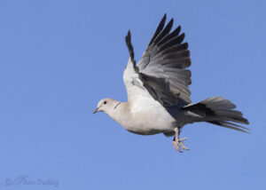 Feathered Photography