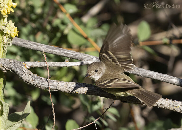 Willow Flycatcher – One-winged Takeoff – Feathered Photography