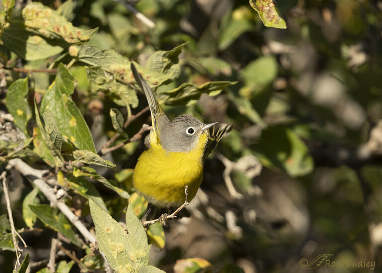 Yesterday’s Nashville Warbler – Feathered Photography