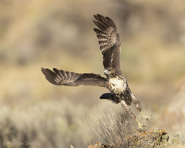 Red-tailed Hawk – A Leaning Takeoff – Feathered Photography