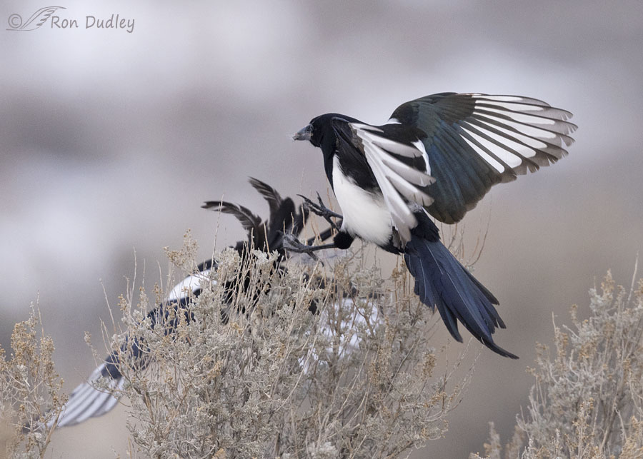 Magpie couple finally fly the coop at South.Point Tuggeranong after  month-long stay