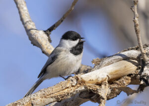 Upside Down Mountain Chickadee Feeding On Juniper Scale Leaves ...