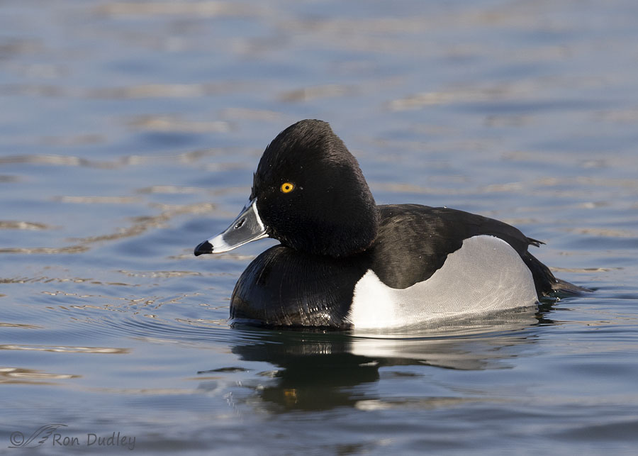 ring necked duck