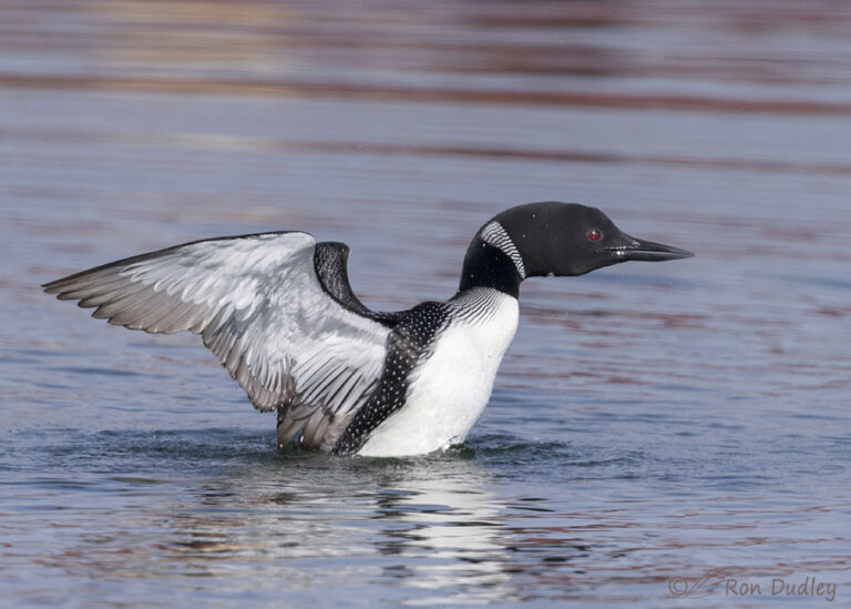 Common Loon Threat Display And Victory Wing Flap – Feathered Photography