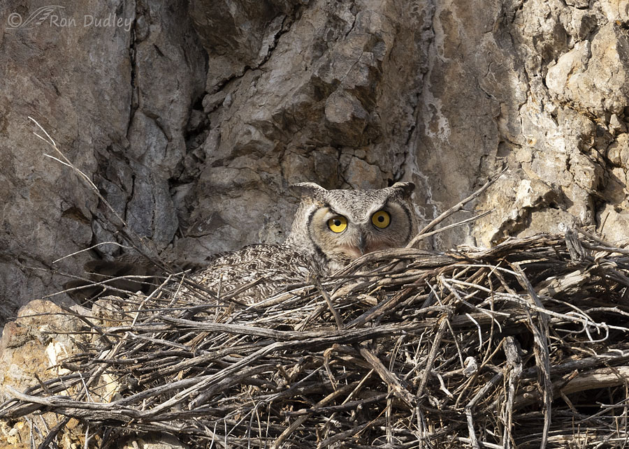 Nesting Great Horned Owl Feathered Photography