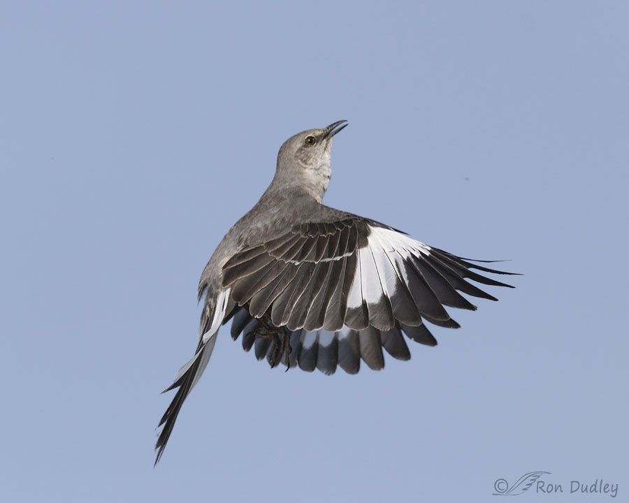 Some Different Strategies For Documenting Mockingbird Flight Displays ...