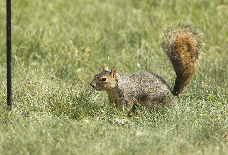 Showdown Bandit - Bandit 2019 #100034 – Bird n' Squirrel