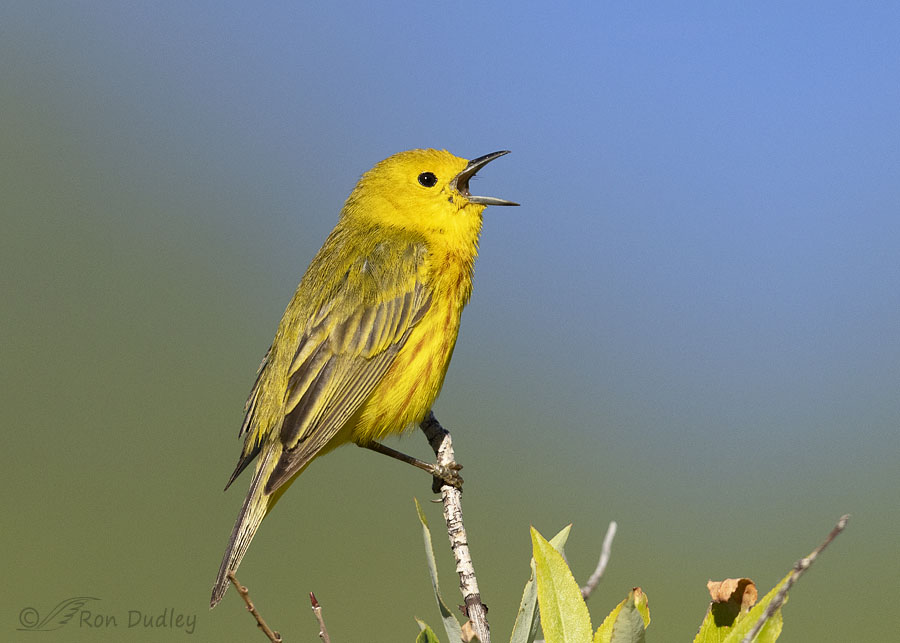 Yellow Warbler – Yesterday’s Most Enthusiastic Morning Songster ...