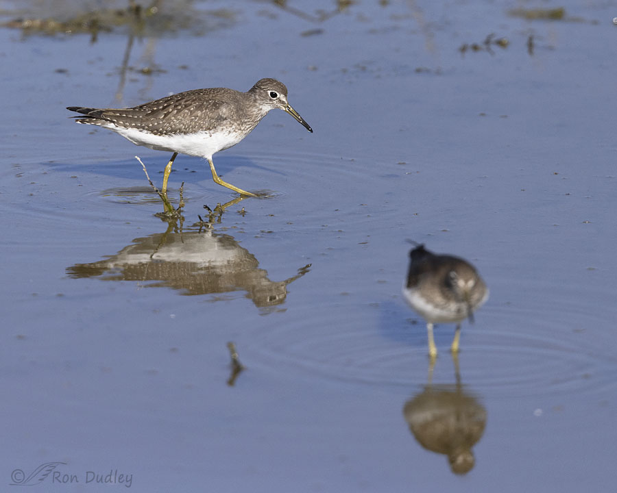 Solitary Sandpipers – An Unusual Species For Me – Feathered Photography