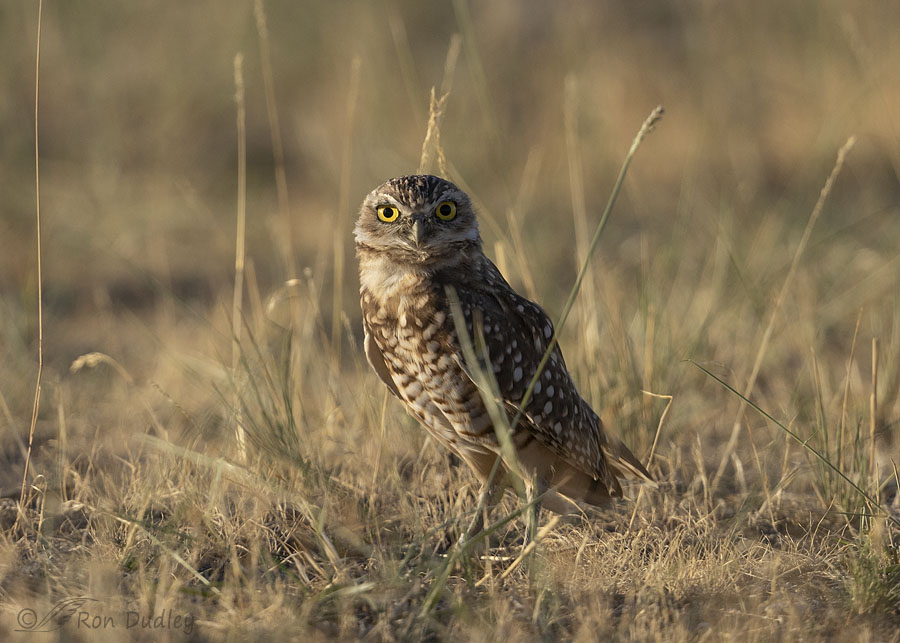 My First Burrowing Owl In Far Too Long – Feathered Photography