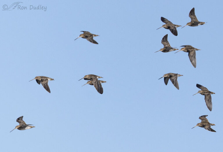 Wilsons Snipes A Photo Sampler Of My Best Day In The Field In A Very Long Time Feathered