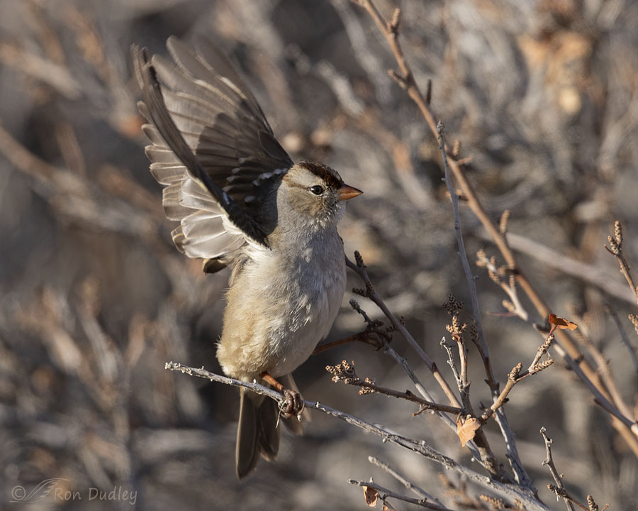 White-crowned Sparrow – An Unconventional Takeoff – Feathered ...