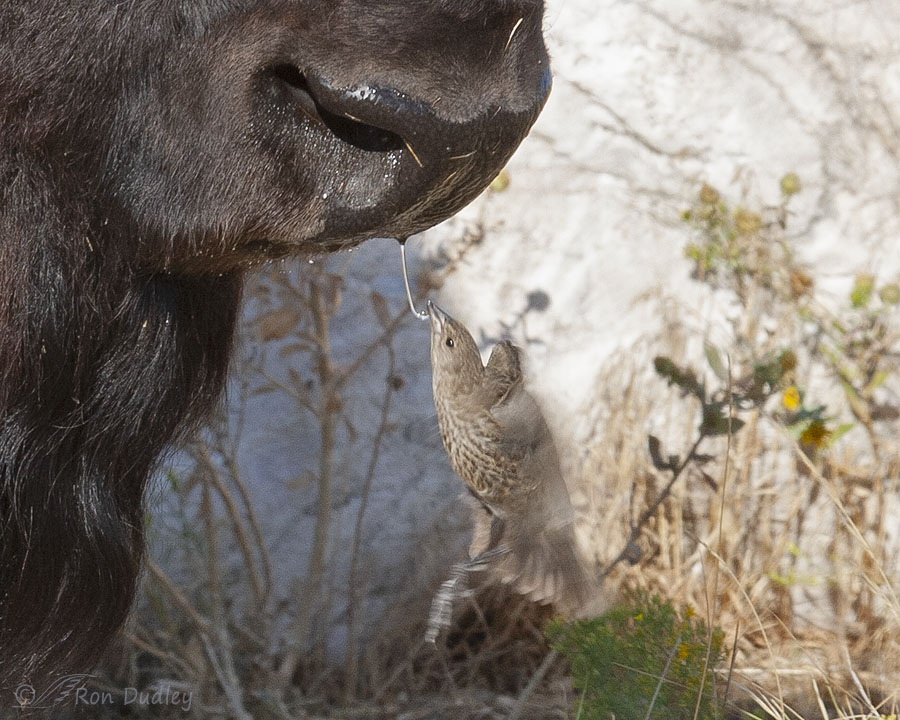 brown-headed-cowbird-5676-big-crop-horizontal-ron-dudle
