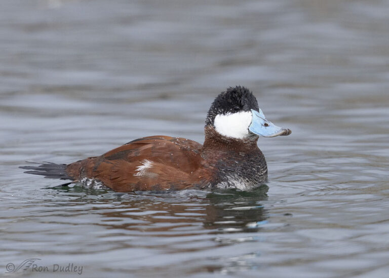 Drake Ruddy Duck In Breeding Plumage – Feathered Photography