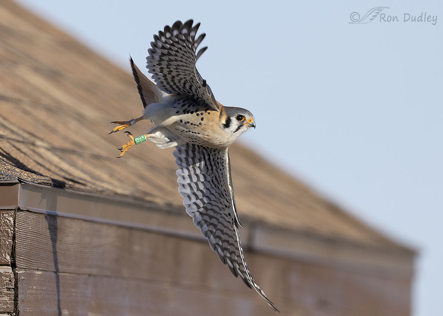 American Kestrel – “aom” Is Still Thriving – Feathered Photography