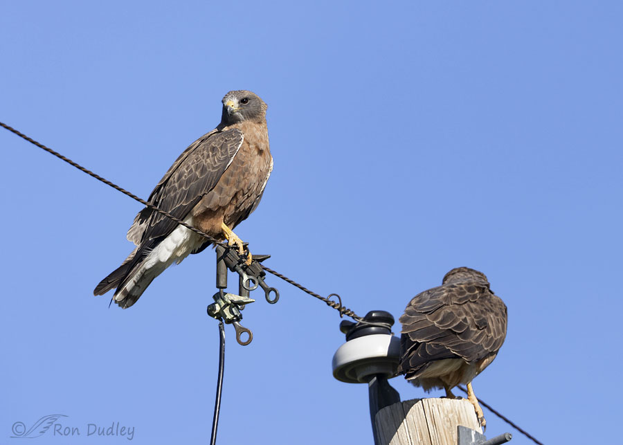 My First Of Year (FOY) Swainson’s Hawks Yesterday Morning – Feathered ...