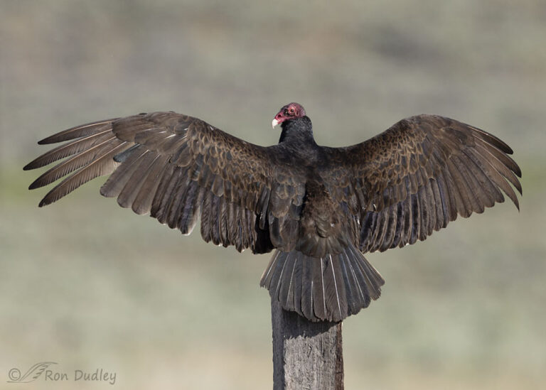 Turkey Vulture Spread-wing Postures – From One Extreme To Another ...