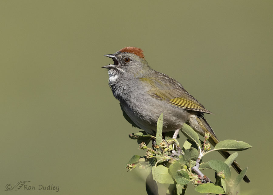 green-tailed-towhee-0848-ron-dudley