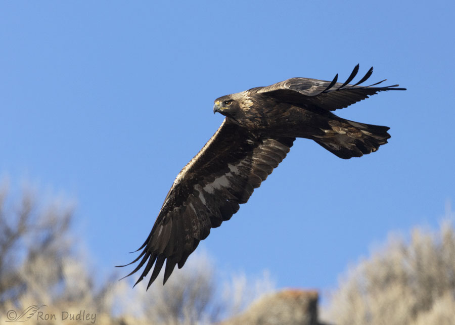 golden-eagle-2123-ron-dudley