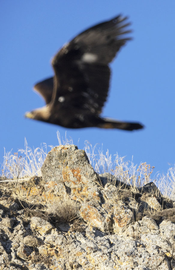 golden-eagle-2145-ron-dudley