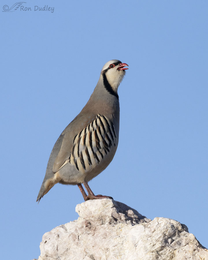 chukar-5014-ron-dudley