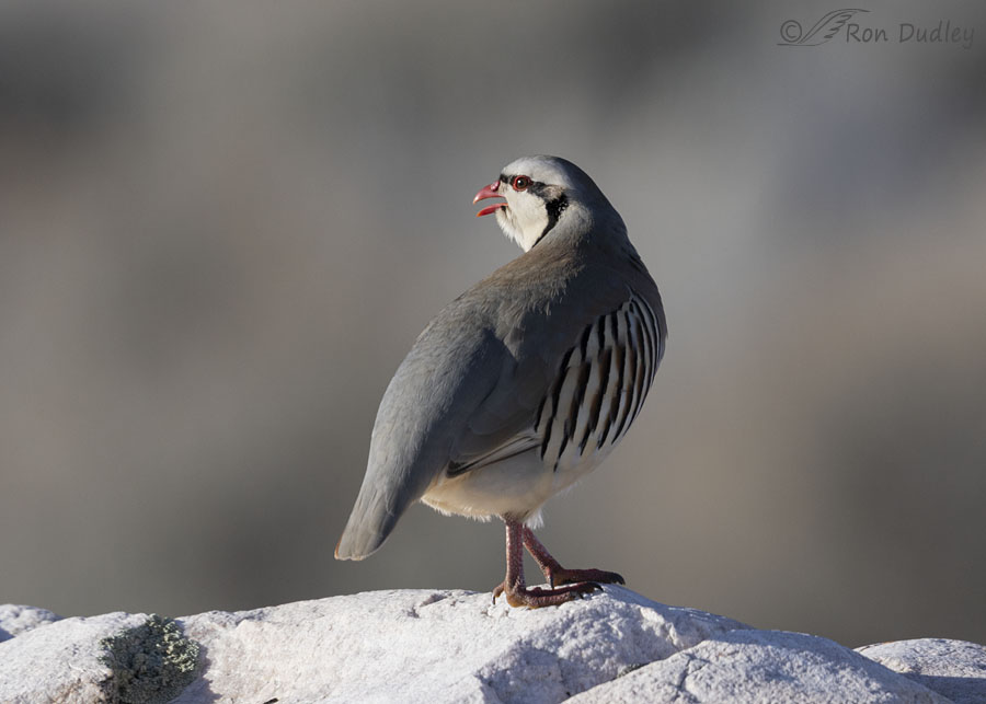 chukar-5036-ron-dudley
