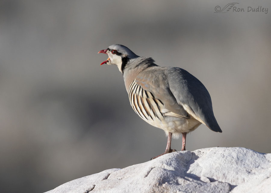 chukar-5058-ron-dudley