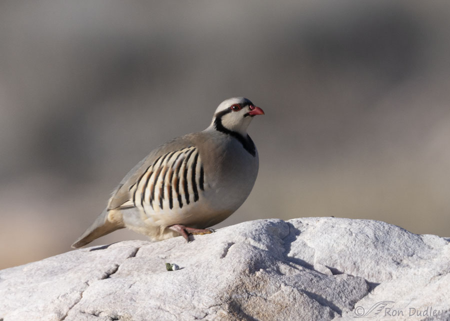 chukar-5096-ron-dudley