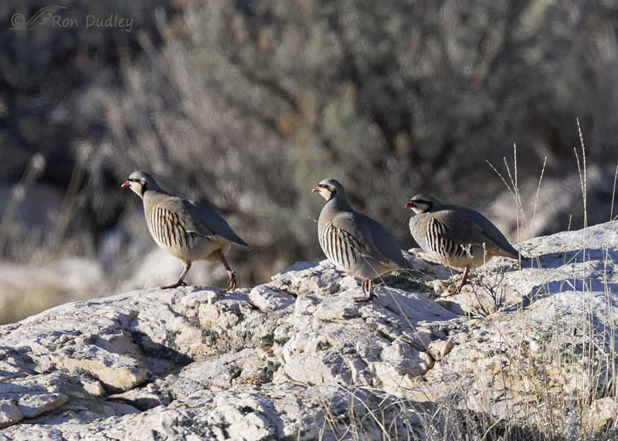 chukar-5148-ron-dudley