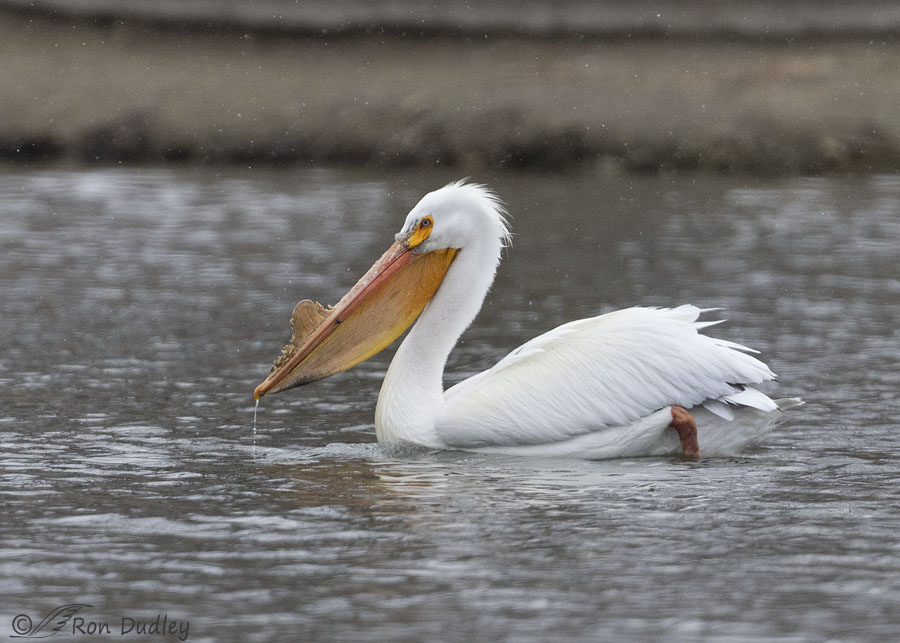 amerocan-white-pelican-7481-ron-dudley