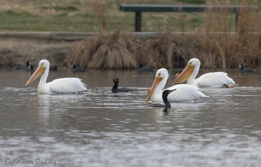 amerocan-white-pelican-7492-ron-dudley