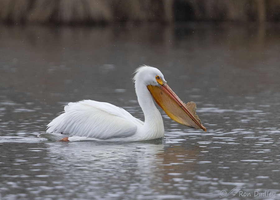 amerocan-white-pelican-7503-ron-dudley