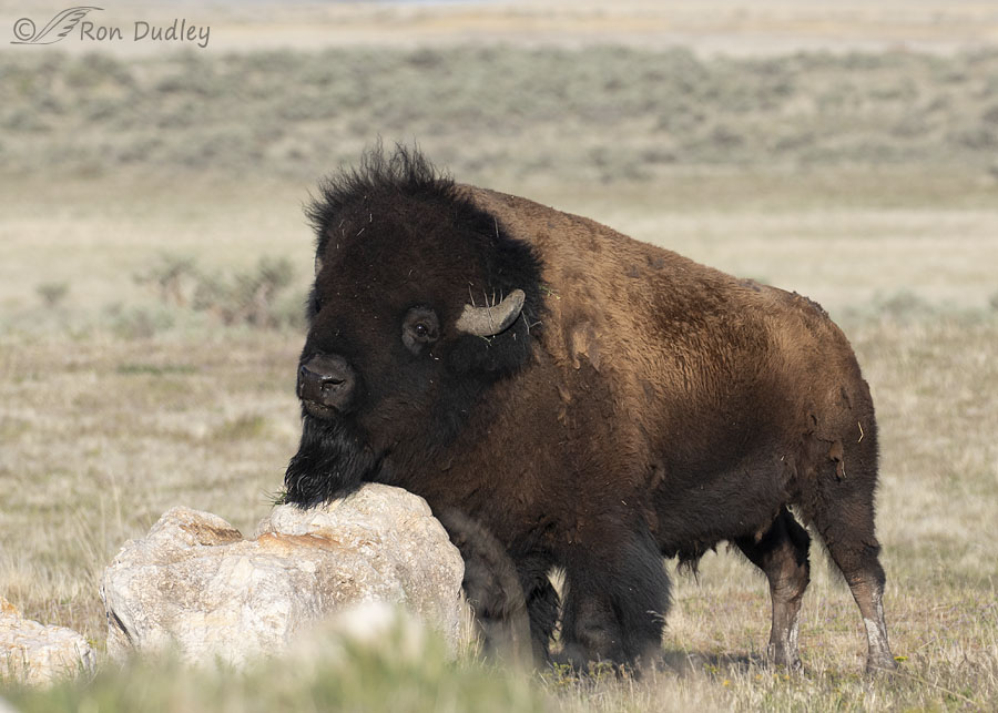 bison-9645-ron-dudley