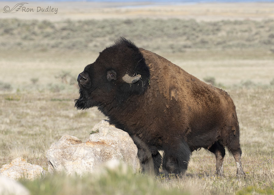 bison-9658-ron-dudley