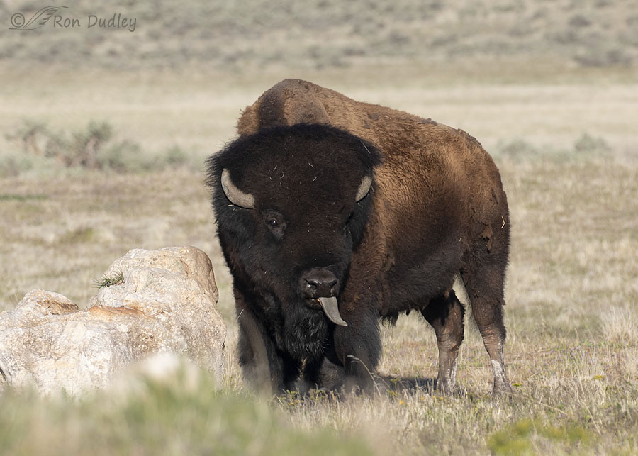 bison-9670-ron-dudley