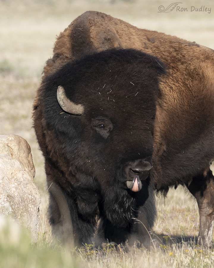 bison-9674-ron-dudley