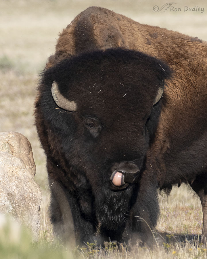 bison-9677-ron-dudley