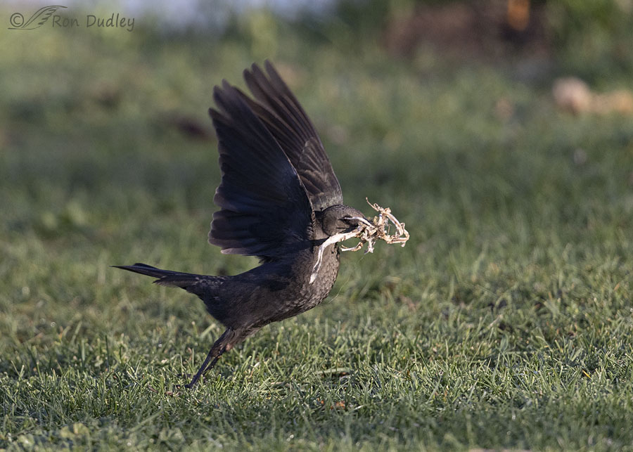 brewers-blackbird-0826-ron-dudle